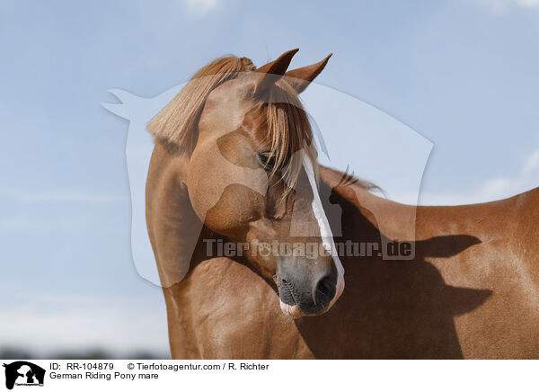 German Riding Pony mare / RR-104879