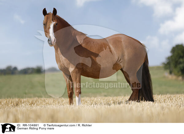 German Riding Pony mare / RR-104881