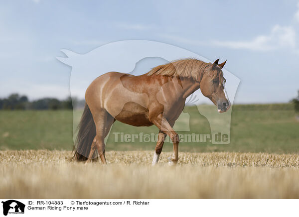 Deutsches Reitpony Stute / German Riding Pony mare / RR-104883