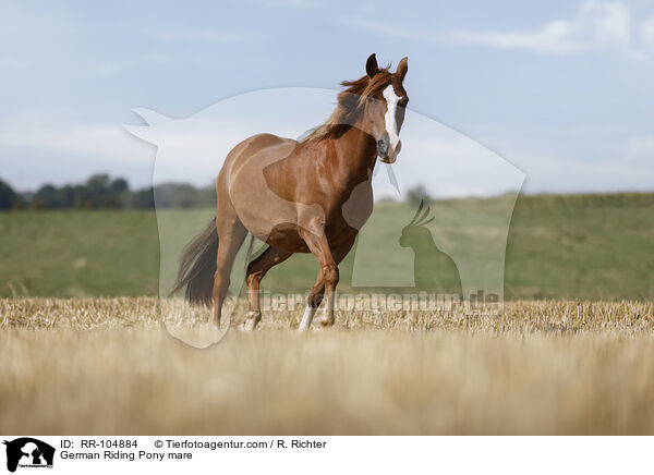 Deutsches Reitpony Stute / German Riding Pony mare / RR-104884