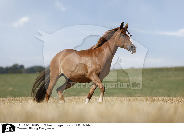 Deutsches Reitpony Stute / German Riding Pony mare / RR-104885