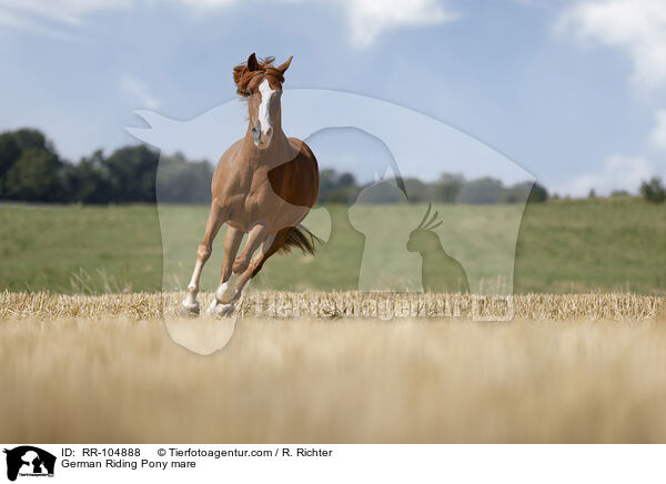 Deutsches Reitpony Stute / German Riding Pony mare / RR-104888