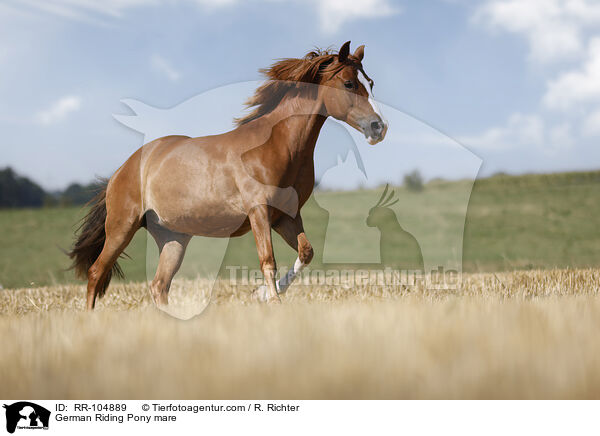 Deutsches Reitpony Stute / German Riding Pony mare / RR-104889