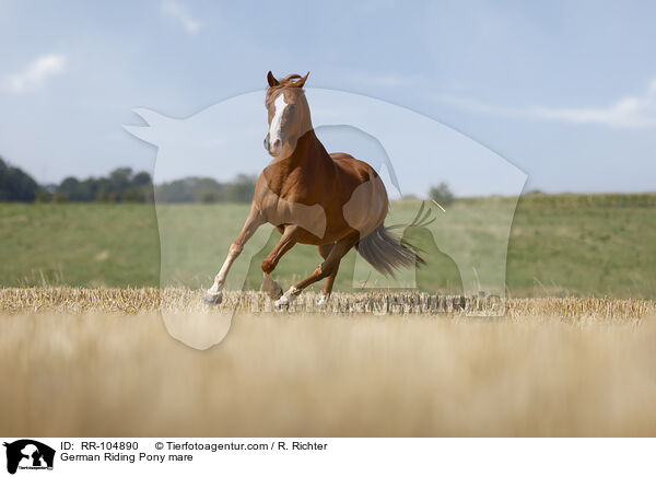 German Riding Pony mare / RR-104890