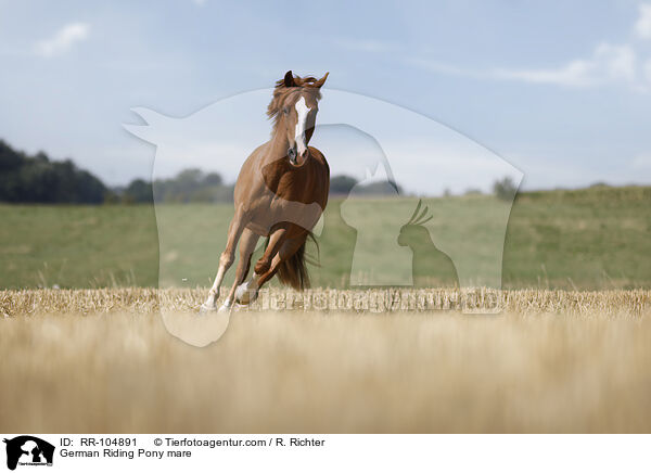 German Riding Pony mare / RR-104891