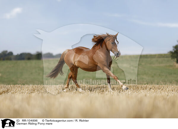 Deutsches Reitpony Stute / German Riding Pony mare / RR-104896