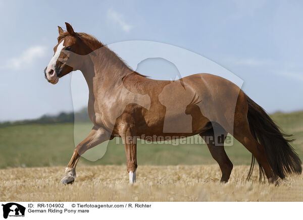 German Riding Pony mare / RR-104902