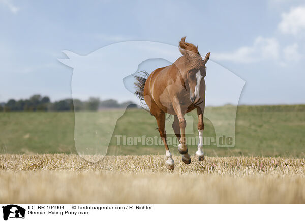 Deutsches Reitpony Stute / German Riding Pony mare / RR-104904