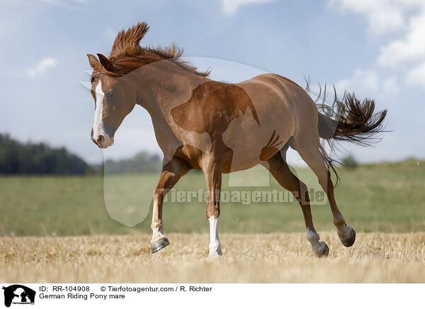 German Riding Pony mare / RR-104908