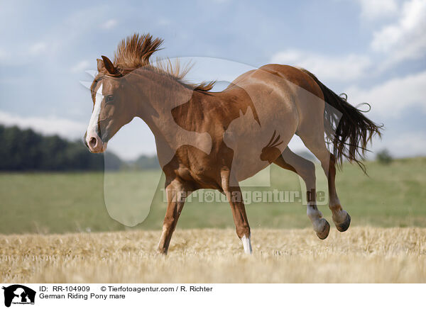 Deutsches Reitpony Stute / German Riding Pony mare / RR-104909