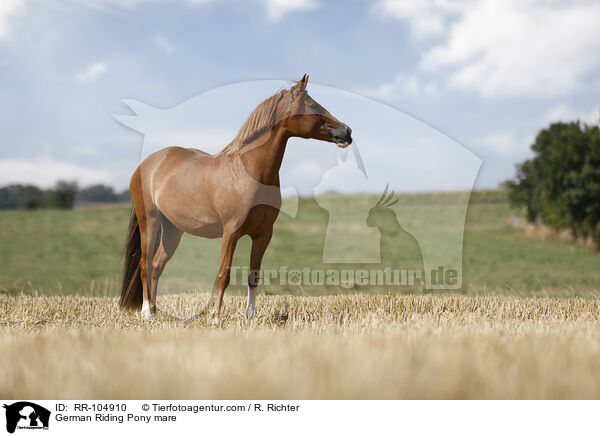 German Riding Pony mare / RR-104910