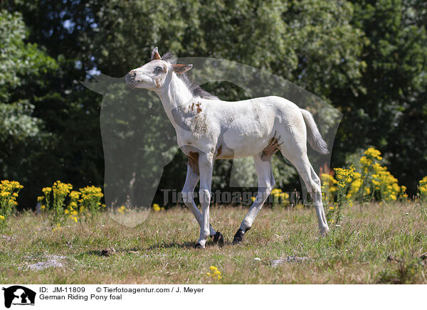 German Riding Pony foal / JM-11809