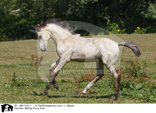 German Riding Pony foal / JM-11811