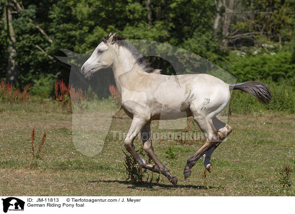 German Riding Pony foal / JM-11813