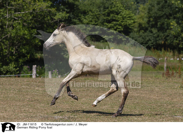 German Riding Pony foal / JM-11815