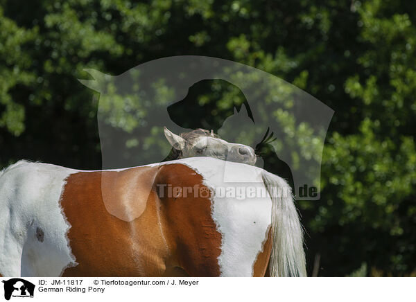 German Riding Pony / JM-11817