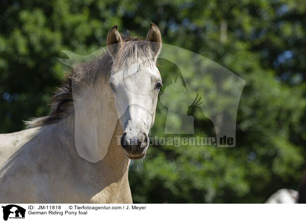 German Riding Pony foal / JM-11818