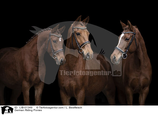 Deutsches Reitponies / German Riding Ponies / LIB-01349