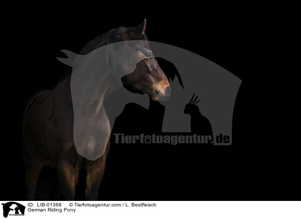 Deutsches Reitpony / German Riding Pony / LIB-01368