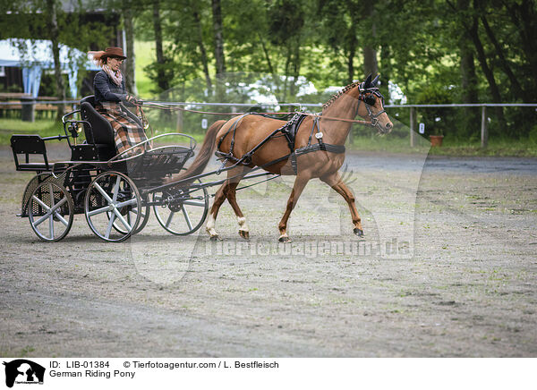German Riding Pony / LIB-01384