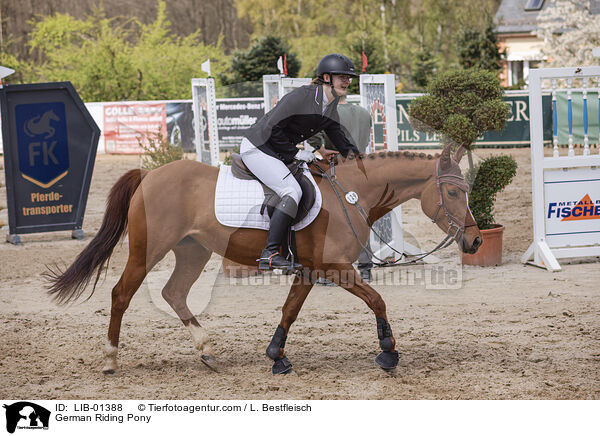 Deutsches Reitpony / German Riding Pony / LIB-01388