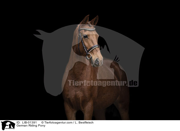 Deutsches Reitpony / German Riding Pony / LIB-01391