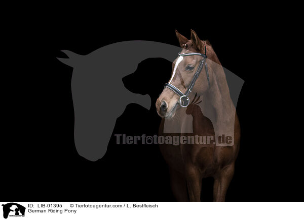 Deutsches Reitpony / German Riding Pony / LIB-01395