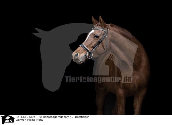 Deutsches Reitpony / German Riding Pony / LIB-01396