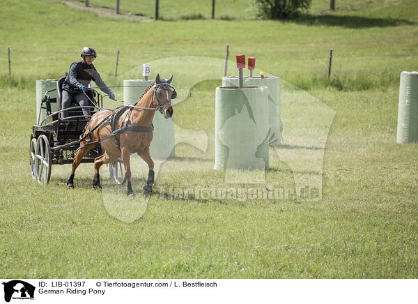 German Riding Pony / LIB-01397