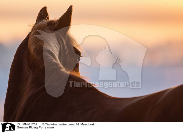 German Riding Pony mare / MM-01752