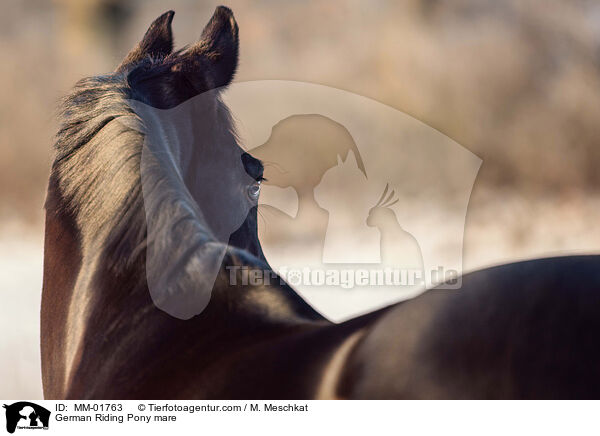 Deutsches Reitpony Stute / German Riding Pony mare / MM-01763