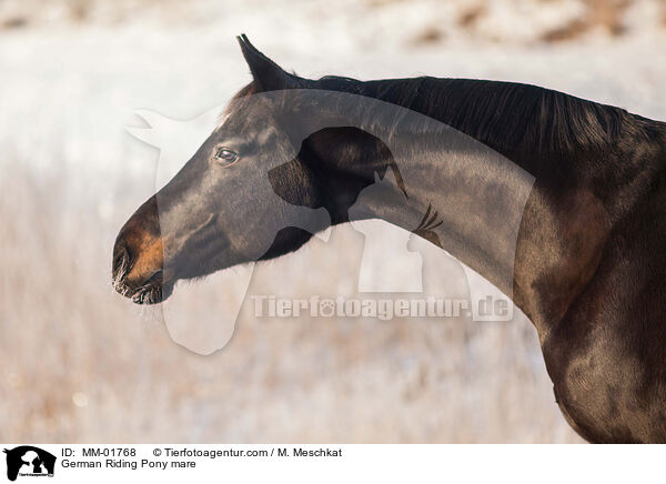 German Riding Pony mare / MM-01768