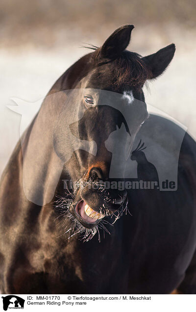 German Riding Pony mare / MM-01770