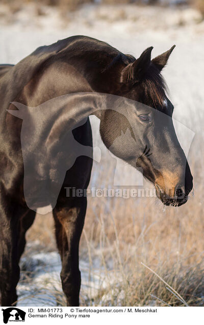 German Riding Pony mare / MM-01773