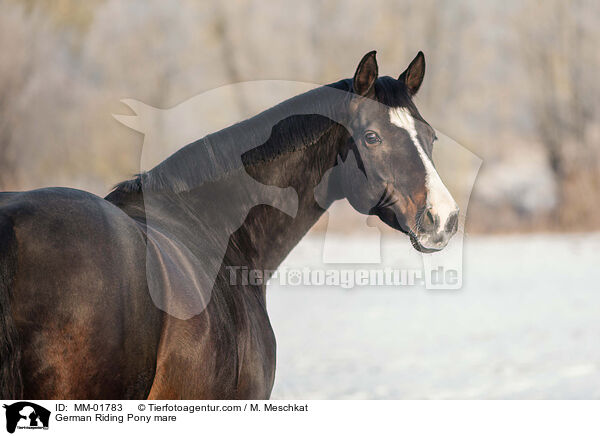 German Riding Pony mare / MM-01783