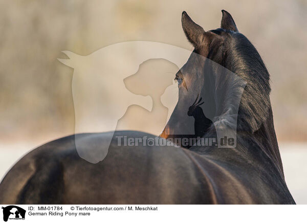 Deutsches Reitpony Stute / German Riding Pony mare / MM-01784