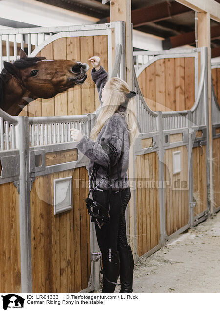 Deutsches Reitpony im Stall / German Riding Pony in the stable / LR-01333