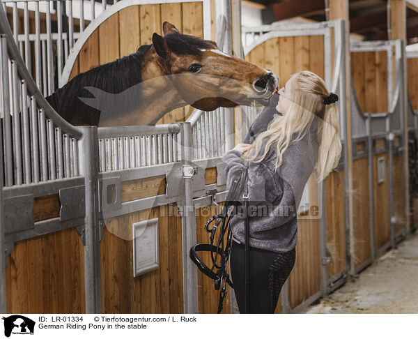 Deutsches Reitpony im Stall / German Riding Pony in the stable / LR-01334