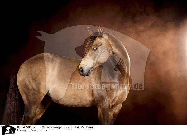 German Riding Pony / AZ-01676