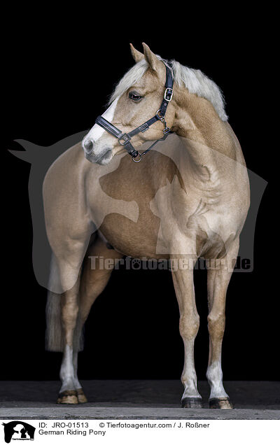 German Riding Pony / JRO-01513