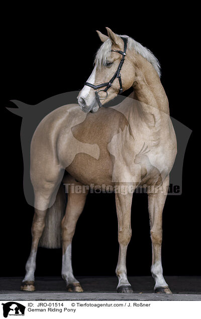 Deutsches Reitpony / German Riding Pony / JRO-01514