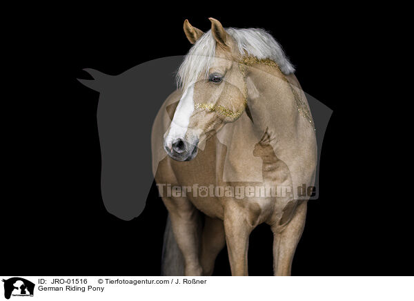 Deutsches Reitpony / German Riding Pony / JRO-01516