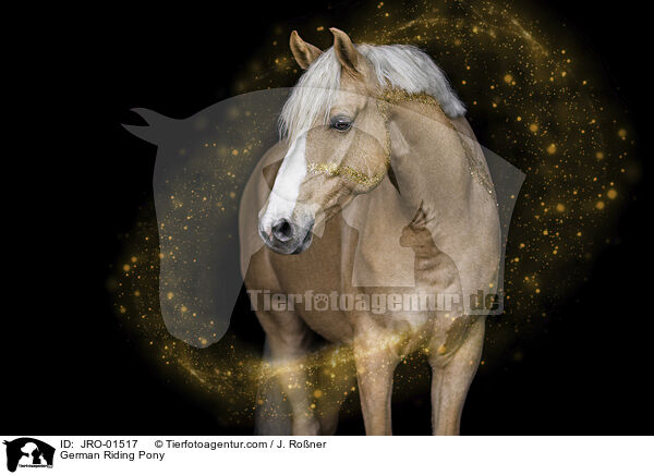 German Riding Pony / JRO-01517