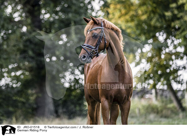 Deutsches Reitpony / German Riding Pony / JRO-01518