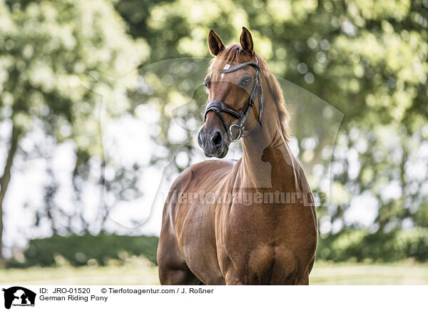 Deutsches Reitpony / German Riding Pony / JRO-01520