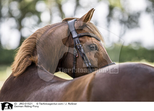 Deutsches Reitpony / German Riding Pony / JRO-01521
