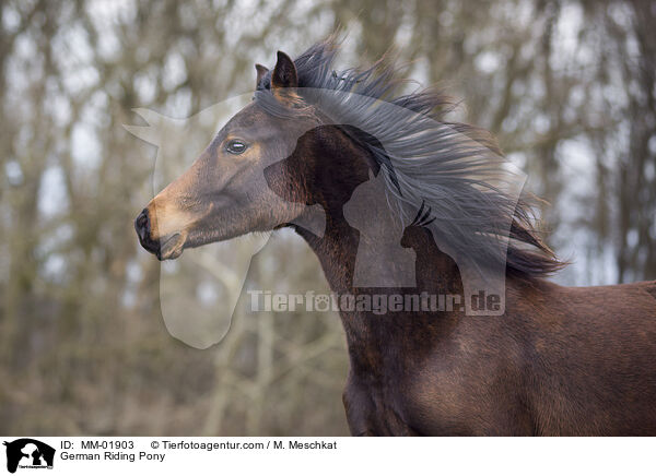 Deutsches Reitpony / German Riding Pony / MM-01903