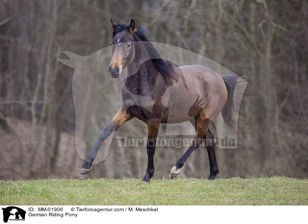 Deutsches Reitpony / German Riding Pony / MM-01906