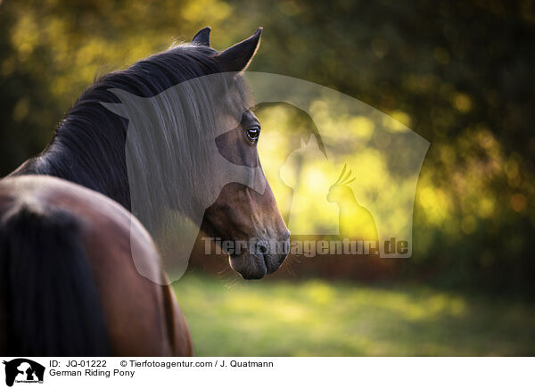 German Riding Pony / JQ-01222