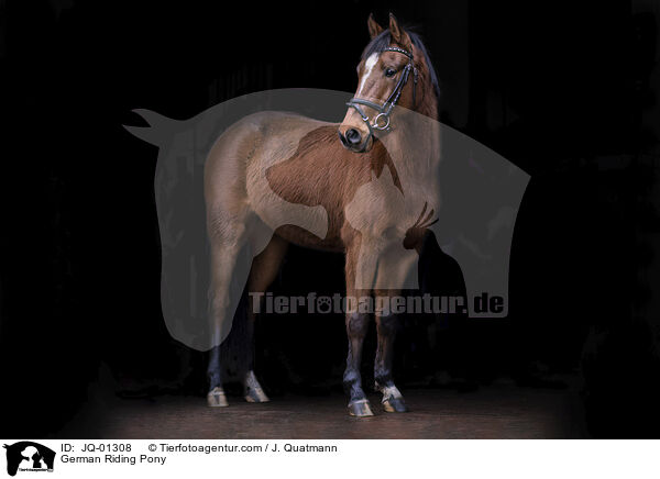Deutsches Reitpony / German Riding Pony / JQ-01308